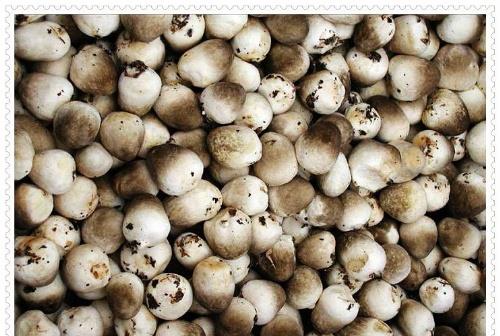 straw  mushroom 